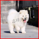 纯种萨摩耶幼犬狗狗出售 健康活泼北京客户支持送货上门诚信卖家