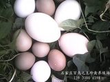 河北蓝孔雀种蛋、蓝孔雀受精蛋、蓝孔雀苗