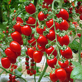 蔬果种子 樱桃番茄圣女果种子 盆栽蔬菜种子 阳台种菜种子