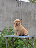 重庆纯种金毛幼犬出售《金毛犬黄金猎犬》导盲寻回犬/宠物狗J371