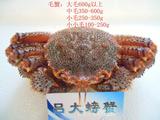 鲜活红毛蟹螃蟹海产品野生海蟹北朝鲜毛蟹海鲜时价蜘蛛蟹现货