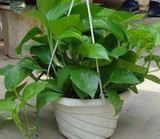 小绿萝 吊兰 吸甲醛 青叶室内水培 盆栽花卉植物 净化空气防辐射