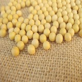 新货沂蒙山区农家自种非转基因黄豆 豆浆豆 不施用化学化肥 营养
