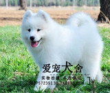 出售纯种微笑天使萨摩耶幼犬赛级萨摩耶犬 萨摩犬宠物狗保健康=80