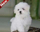 纯种赛级茶杯犬马尔济斯犬幼犬白色小体宠物狗狗 品相好毛量大