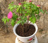 7年牡丹大苗 5分枝以上 满芽孢牡丹苗室内花卉绿植盆栽 牡丹花苗