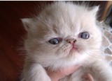 注册家养 CFA赛级血统 异国短毛猫/纯种加菲猫 幼猫 求包养