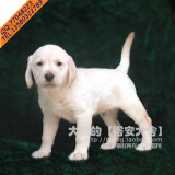[老字号保障]拉布拉多(Labrador Retriever)导盲犬纯种狗--母幼犬