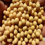 黑龙江省农家自种 可以发芽大豆 非转基因黄豆 绿色食品5斤包邮