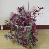 花卉盆栽植物 吊兰 /紫罗兰吊兰