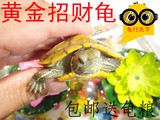 黄金巴西龟彩龟乌龟活体宠物龟水龟陆龟招财龟一对全品包邮