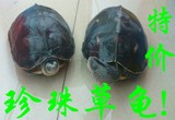活体乌龟 新手宠物龟 招财花龟 素食吃菜龟 半水龟草龟 500G特价
