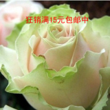 盆栽 花卉 玫瑰苗【 舞后】红黄色 玫瑰花苗 6年苗