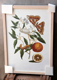 家居装饰画 植物昆虫标本 7#