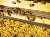 2016年男性首选花粉最新油菜花粉 油菜蜂花粉 蜂场直销500克