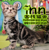 美国短毛猫 美短猫 虎斑猫 CFA/CAA南京买猫 纯种宠物美短猫咪