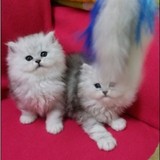 金吉拉 纯种 幼猫长毛猫 波斯猫 银渐层金吉拉 宠物猫幼猫8