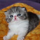 家养出售－加菲猫 异国短毛猫 高白加菲猫 加菲猫 宠物 纯种