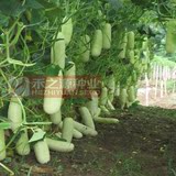 518白水果黄瓜种子 泰国进口白黄瓜种子 耐热耐湿 奶油黄瓜种子