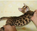 出售个人繁殖 孟加拉豹猫/银豹斑/玫瑰纹 先到先挑