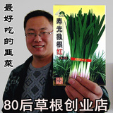 寿光蔬菜种子 独根红韭菜种子（9-1）盆栽韭菜种子 批发 40g