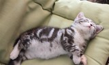 【阿强名猫】银虎斑标准纹 美短幼猫 美国短毛猫 优质赛级小猫