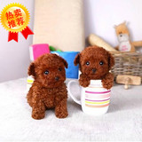 出售纯种茶杯型 红泰迪熊幼犬迷你贵宾 玩具袖珍贵妇宠物狗狗h88