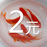 纯种日本红草锦鲤活体红锦鲤鱼苗风水鱼观赏鱼