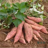 新鲜农家白薯红薯紫心红皮地瓜有机板栗山芋白瓤粉香薯 1斤装包油