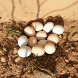 正宗土鸡蛋农家自养柴鸡蛋原生态放养笨鸡蛋鲜农村虫草鸡蛋30枚装