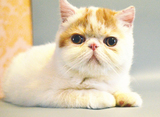 物猫活体幼猫 加菲猫 异国短毛猫 异短 扁脸猫 红白净梵弟弟