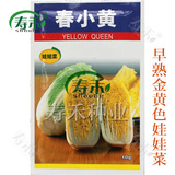 韩国进口春小黄娃娃菜的种子 小型大白菜 黄心早熟高产蔬菜可盆栽
