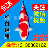 进口日本锦鲤鱼 红白锦锦鲤活体 纯种 鱼苗风水鱼观赏鱼精品包活