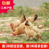 崇明生态苏北草鸡生鲜整鸡特产土鸡农家散养鸡老母鸡活鸡现杀包邮