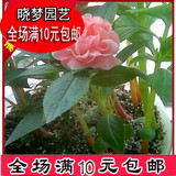 中国凤仙花种子 茶花30粒 阳台盆栽易种草 播种植鲜花DmCKQgpy