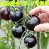 黑珍珠番茄 蔬菜种子西红柿籽圣女果种子小番茄种子易种水果种子