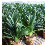 多个品种长叶 君子兰花苗  高档绿植盆栽室内花卉 防辐射吸甲醛