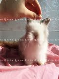 安哥拉兔荷兰兔道奇垂耳兔猫猫侏儒宠物兔活体【自家繁殖】包健康