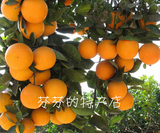 2016现摘现卖永兴冰糖橙 湖南郴州特产新鲜水果 优级10斤装橙子预