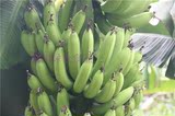 新鲜水果绿色无公害香蕉青皮香蕉农家自产自销即订即摘全省包邮！
