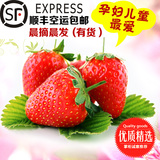 新鲜奶油草莓有机红颜草莓 孕妇水果现摘现发无激素 顺丰包邮特价