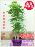 步步高发财树大型绿植盆栽开业乔迁送礼办公室客厅植物美观限北京