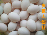 北海海边野生放养新鲜海鸭蛋天然绿色土鸭蛋100%无饲料满40个包邮