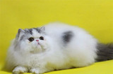 加菲猫宠物猫咪/异国短毛猫/家养纯种短毛/幼猫活体黑白弟弟DD公