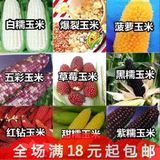 夏播蔬菜种子玉米种子菠萝水果 草莓玉米 甜/黑/糯玉米彩色水果