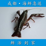 成都海鲜急送 鲜活 小龙虾 一斤20只左右  配送四川省内