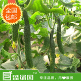 翠玉黄瓜刺瓜胡瓜有机蔬菜种子阳台种菜庭院盆栽种植菜籽
