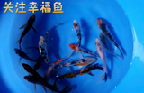 纯种日本锦鲤鱼杂色锦鲤冷水观赏鱼苗 活体 全国 3条包邮随机