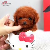 凌空星巴斯 韩国红色纯种泰迪贵宾茶杯幼犬宠物狗狗活体出售R0235