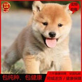 日系纯种赛级柴犬幼犬出售宠物狗狗活体家养日本柴犬带血统包邮